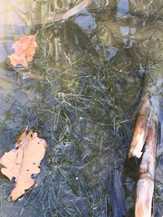 Potamogeton pusillus