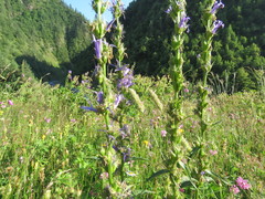 Asyneuma campanuloides