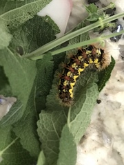 Acronicta oblinita