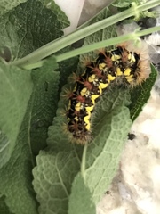 Acronicta oblinita