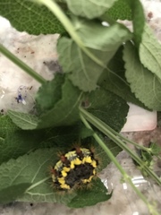 Acronicta oblinita
