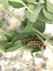 Acronicta oblinita