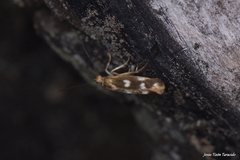 Scythris scopolella