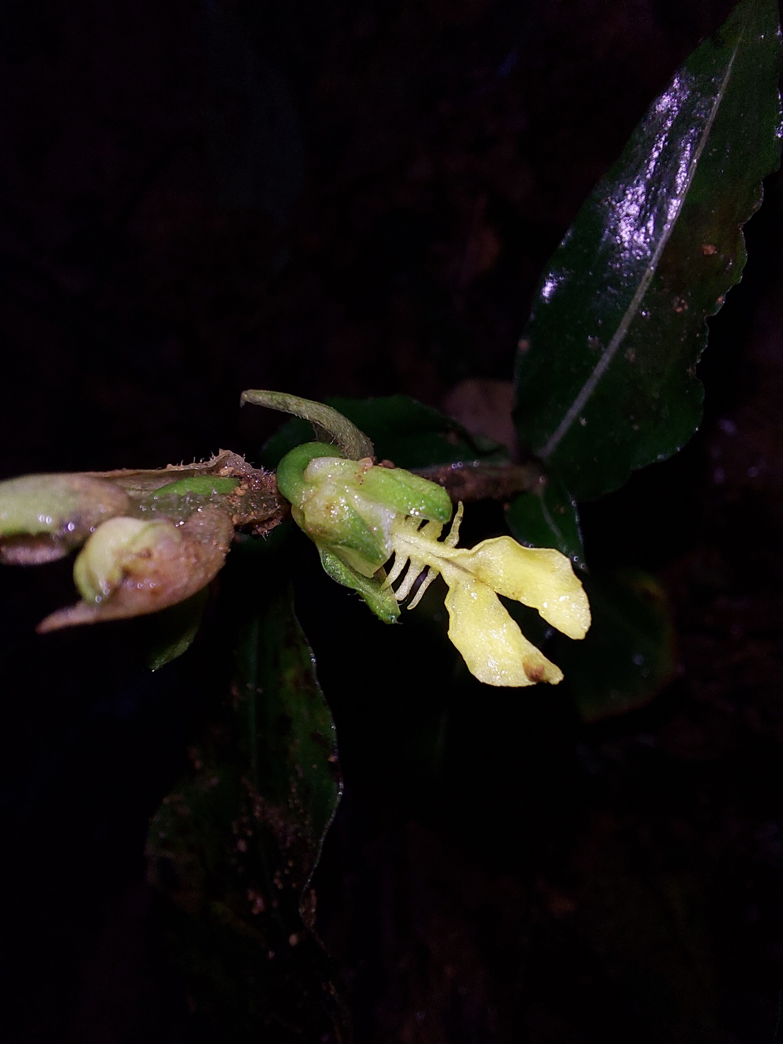 Odontochilus lanceolatus — ảnh 3