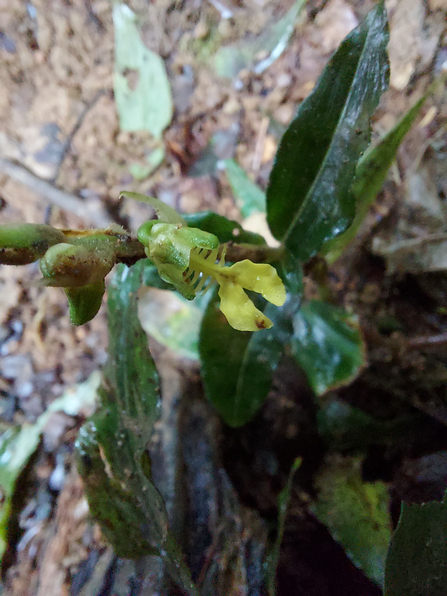 Odontochilus lanceolatus — ảnh 2