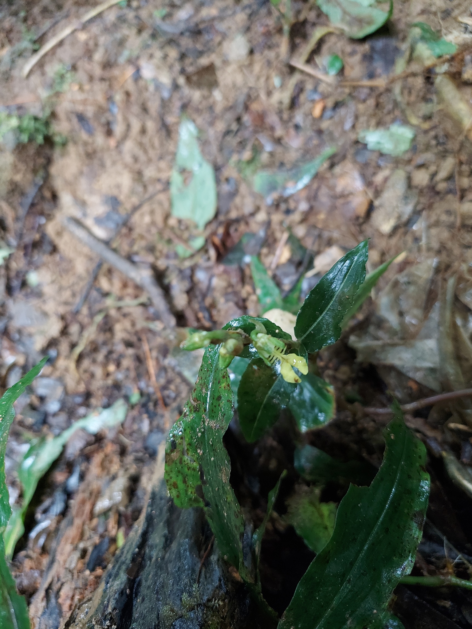 Odontochilus lanceolatus (Odontochilus lanceolatus)