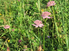 Astrantia trifida