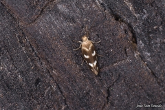 Scythris scopolella