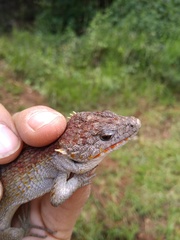 Abronia lythrochila