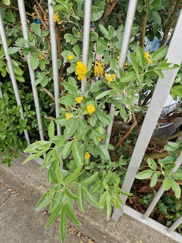 Argyrocytisus battandieri iNat (2)