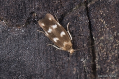 Scythris scopolella