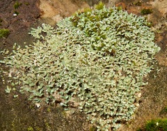 Cladonia symphycarpa
