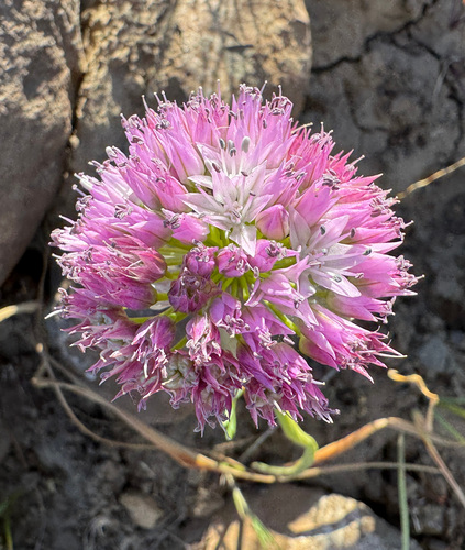 Nevius' garlic (Allium nevii)