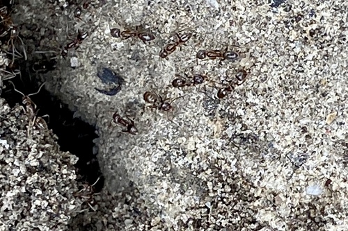 iNaturalist observation photo of Argentine Ant