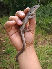 Abronia lythrochila