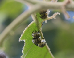 Leptinotarsa undecimlineata