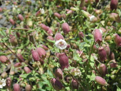 Silene lacera