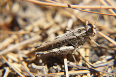 Calliptamus plebeius