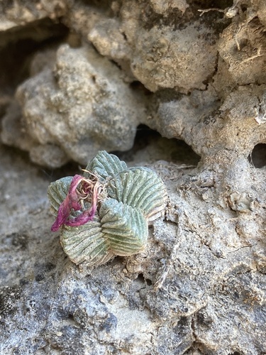 Aztekium ritteri