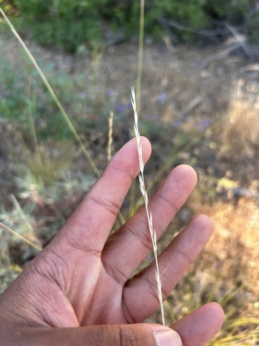 Eriocoma lemmonii, 2025-06-09