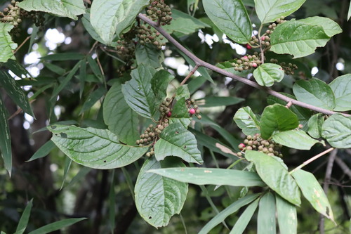 Robost Embelia (Embelia tsjeriam)