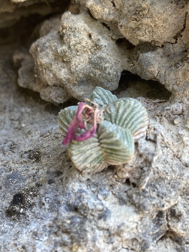 Aztekium ritteri