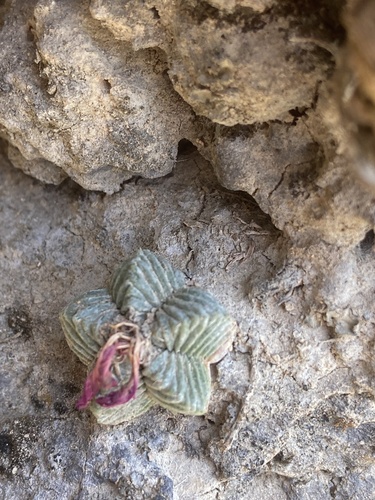 Aztekium ritteri