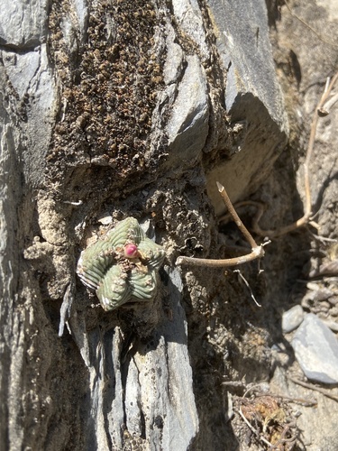 Aztekium ritteri
