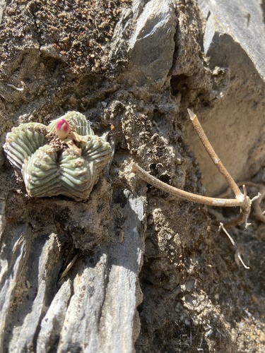 Aztekium ritteri