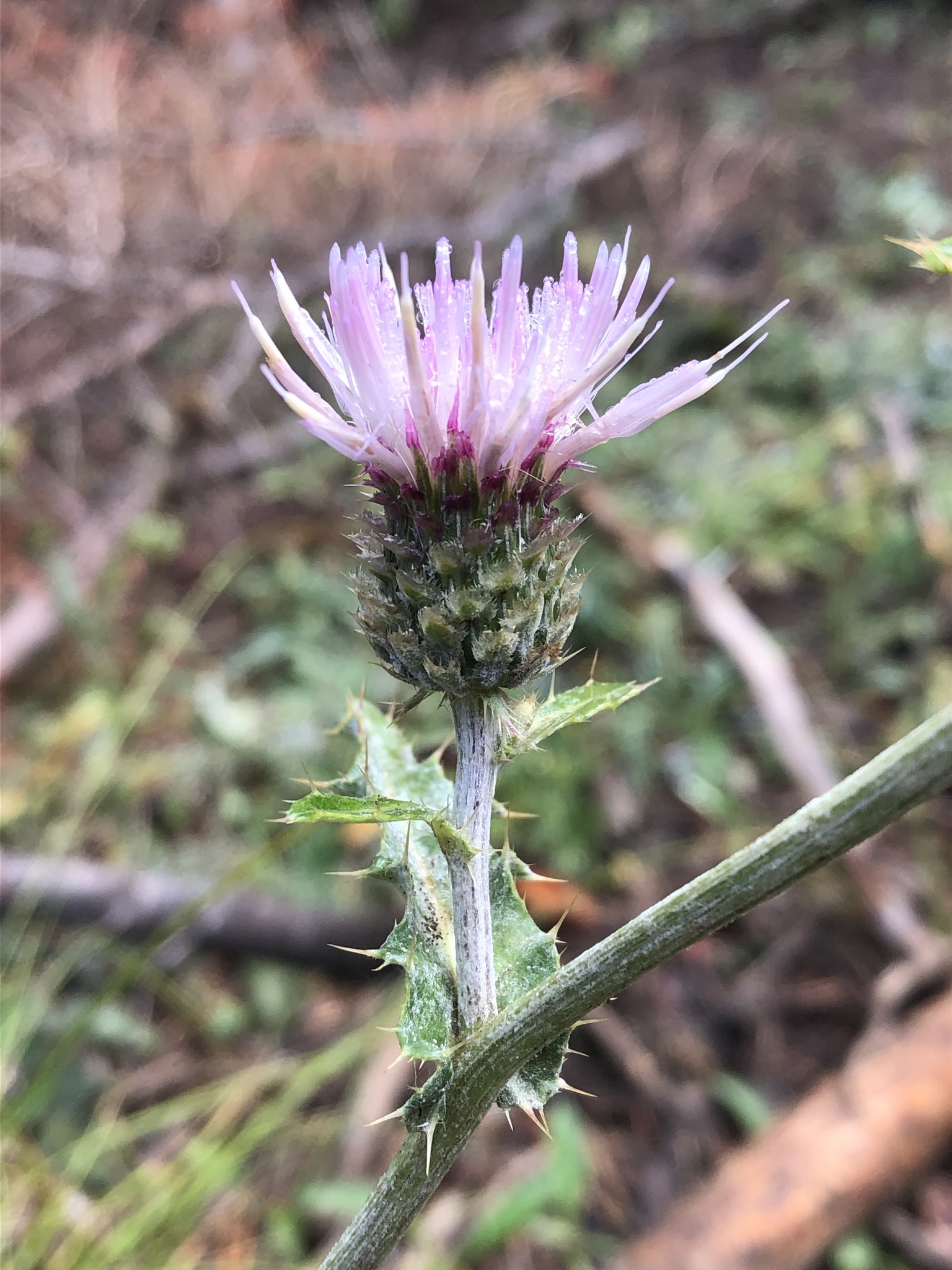 Cirsium remotifolium var. odontolepis