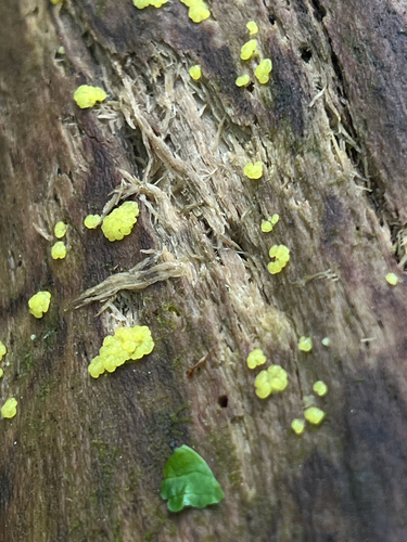 Fungi Including Lichens