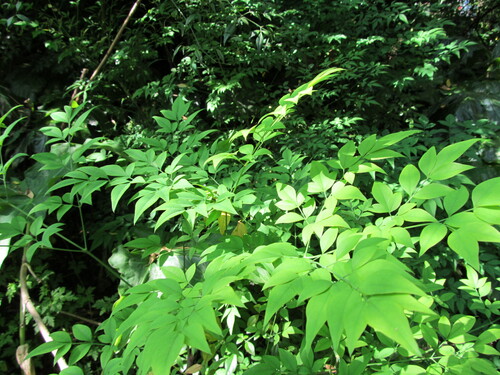 Nandina domestica