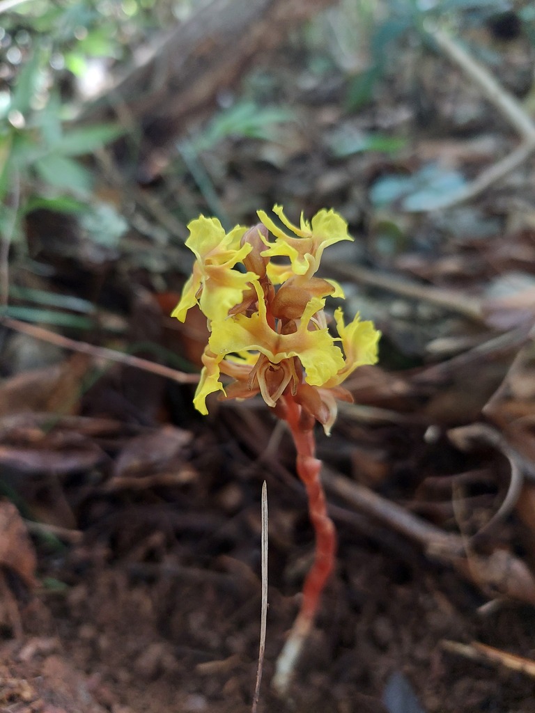 Odontochilus poilanei