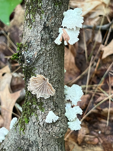 splitgill mushroom