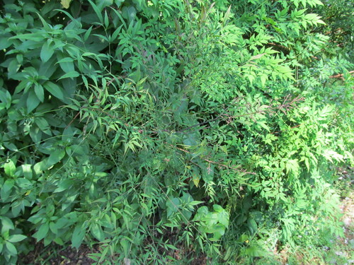 Nandina domestica