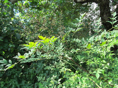 Nandina domestica
