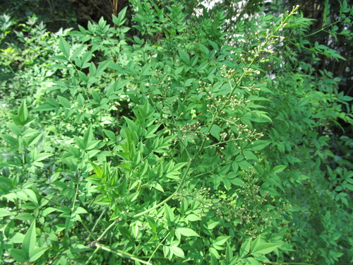 Nandina domestica