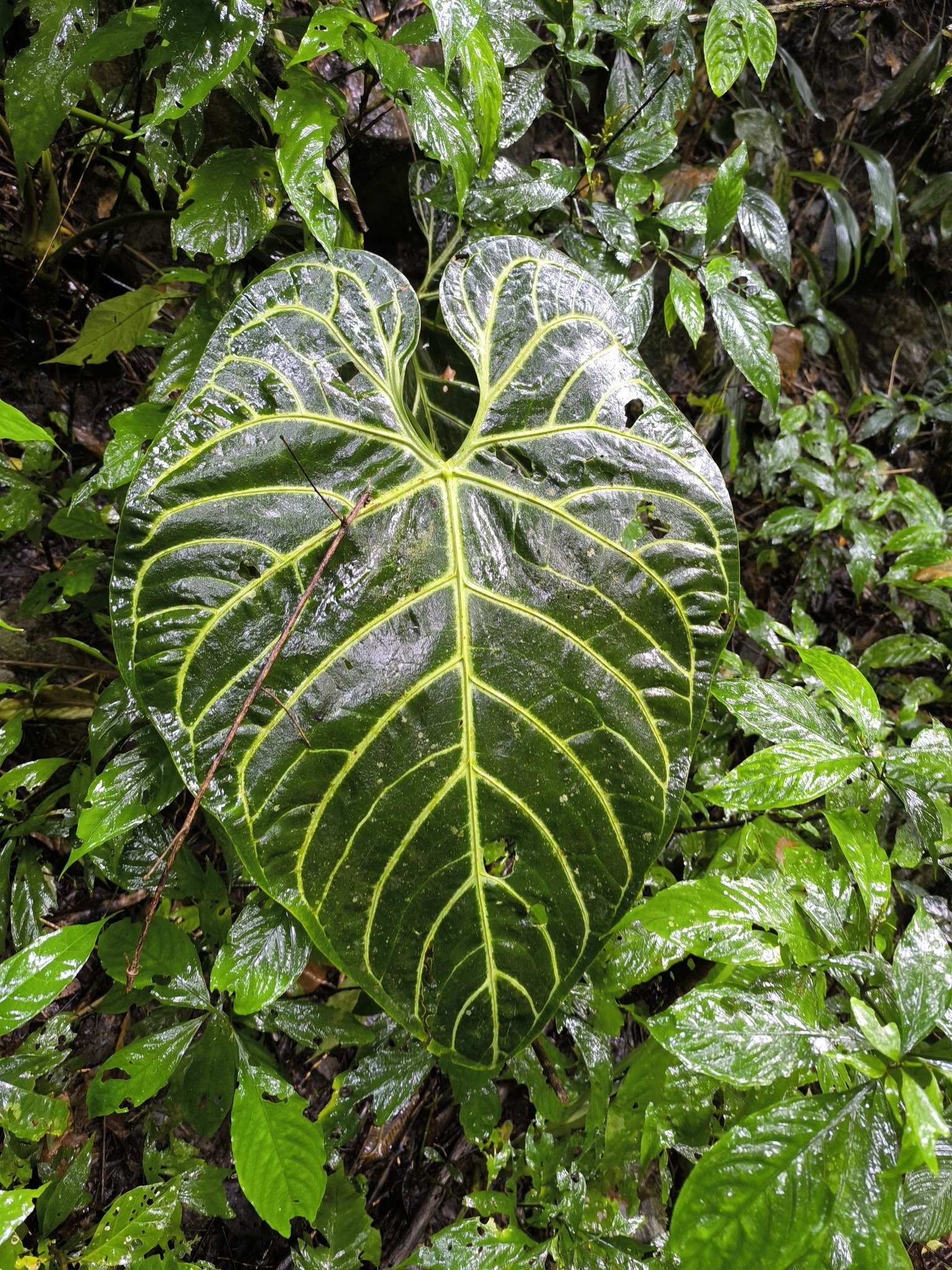 Anthurium regale Linden