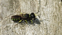 Ectemnius lapidarius
