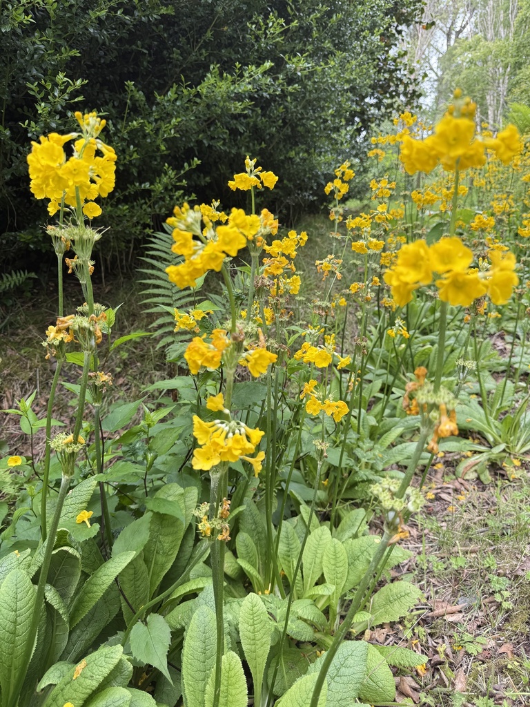 Yunnan Cowslip