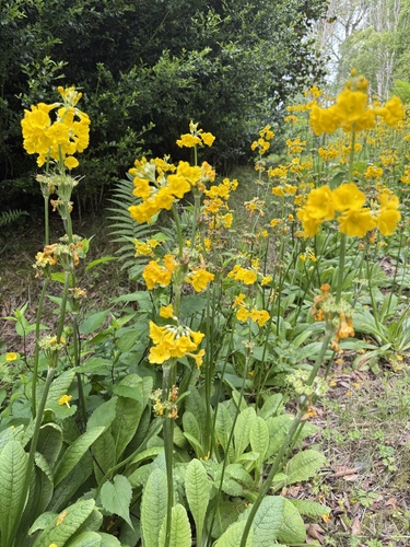 Yunnan Cowslip (Primula helodoxa)