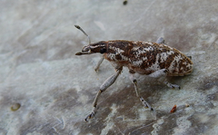 Cyphocleonus achates