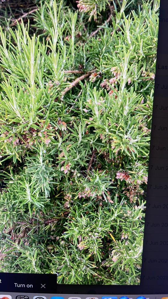 Rosmarinus officinalis