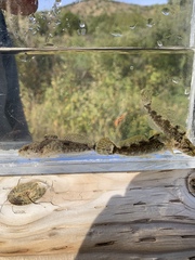 Cottus beldingii