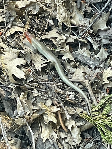 iNaturalist observation photo of Gilbert's Skink
