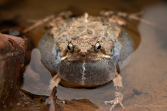 Tungara Frog photo 3