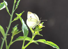Pieris rapae