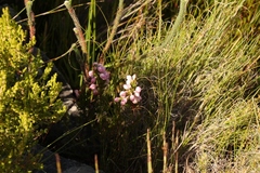Erica holosericea