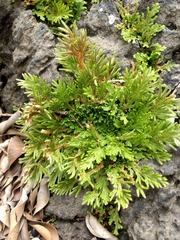 Selaginella lepidophylla