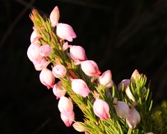 Erica holosericea